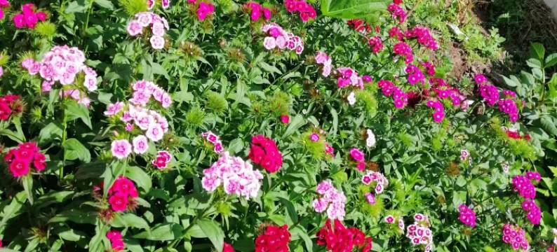 江布拉克小水山庄图片