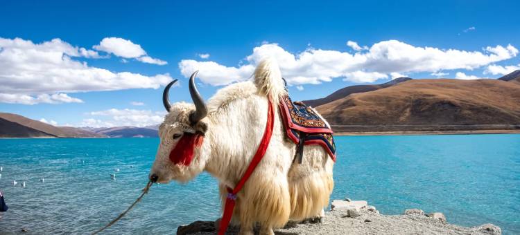 拉萨春秋富氧酒店(布达拉宫八廓街店)图片