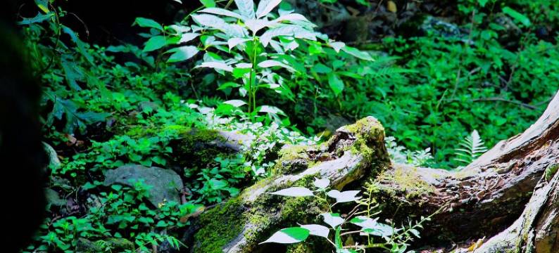 桐庐岭上白云民宿(白云源度假区店)图片