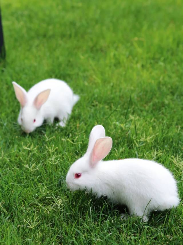 崇左花山笙美度假村图片