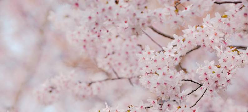 南京玄武湖Ascott雅诗阁公寓酒店图片