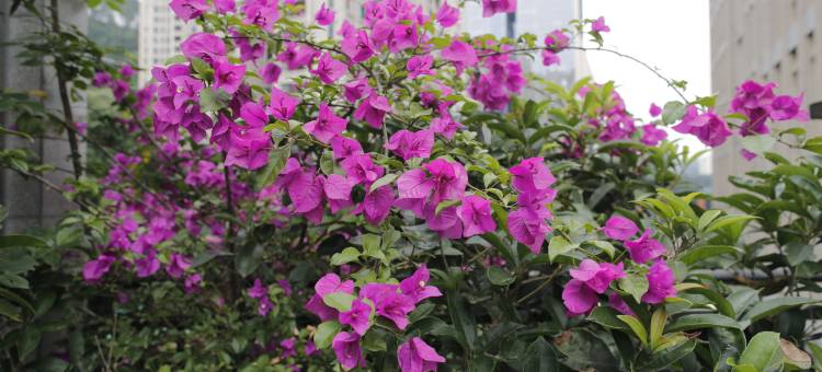 Urban Garden都市花园酒店(重庆江北国际机场店)图片