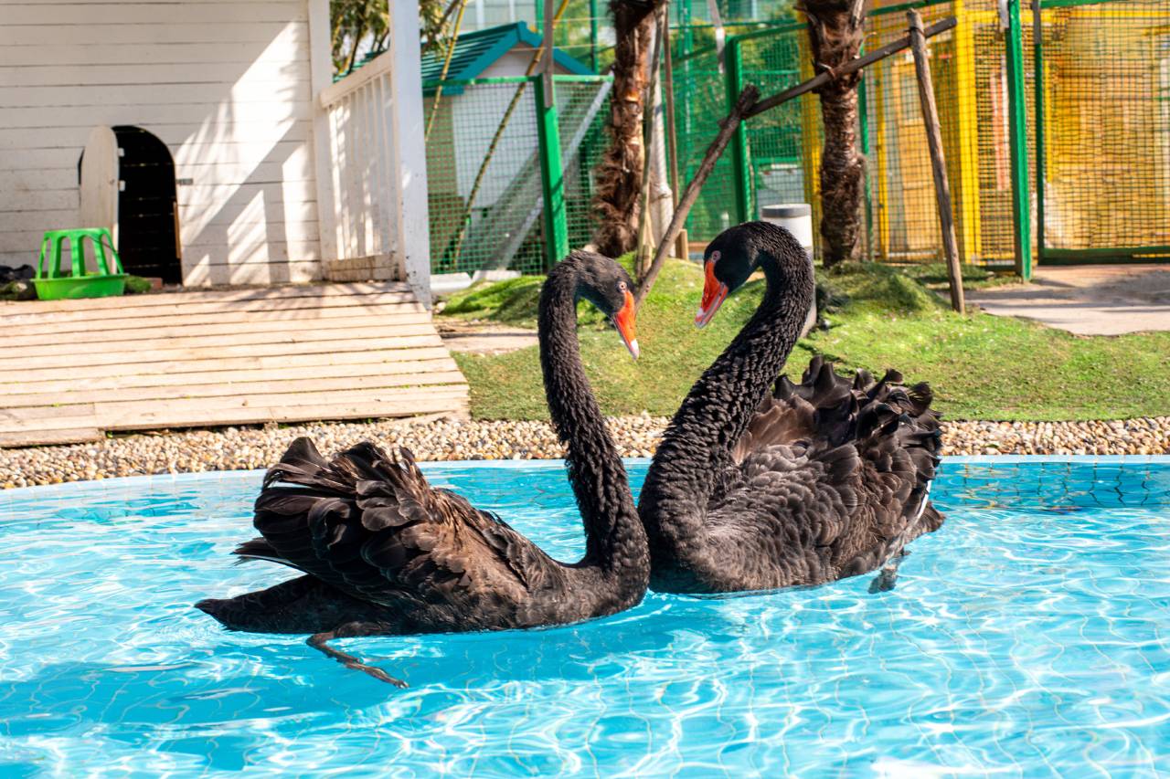 上海夏阳湖皇冠假日酒店图片