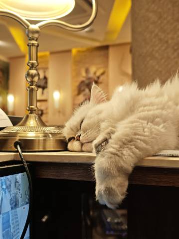 鼓浪屿Tiamo临海套房民宿(三丘田码头店)图片