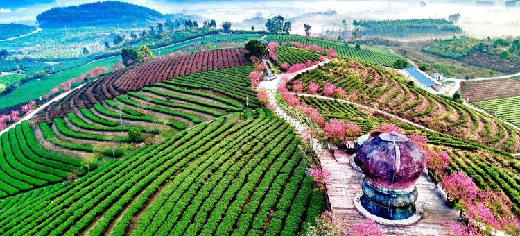 大明山茶园景区民宿图片