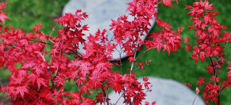 栖兰 · Habitat | Naxi慢时光轻奢庭院(丽江五一街店)图片