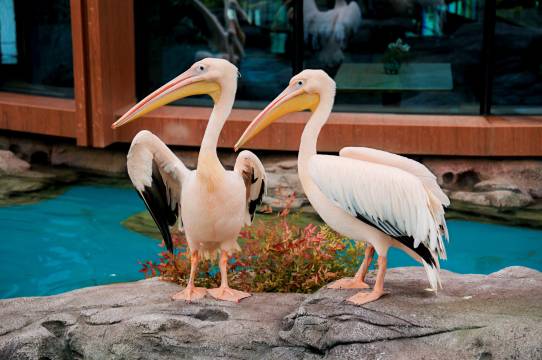 舟山长乔鹈鹕度假酒店图片
