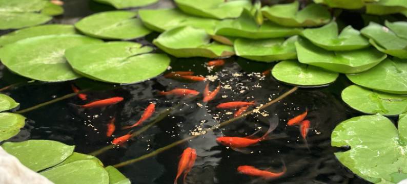 苏州青山隐民宿(太湖西山店)图片