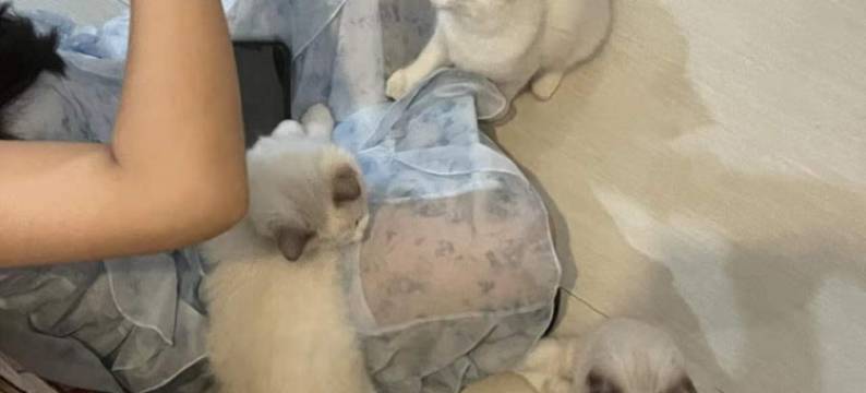 再来一晚猫咖客栈图片