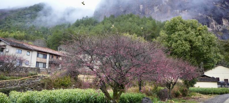 丽水遂昌乐领旗山侠隐图片