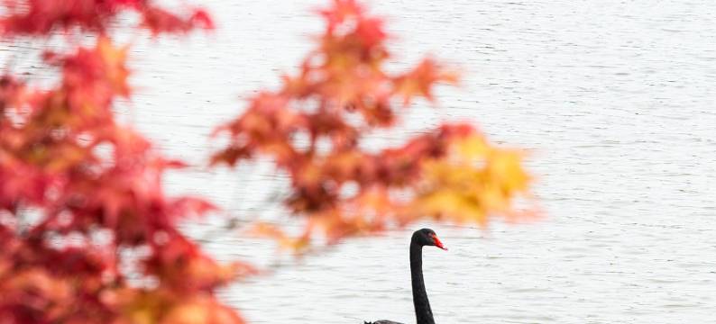 峨眉山高桥里恒邦·涵田度假酒店图片