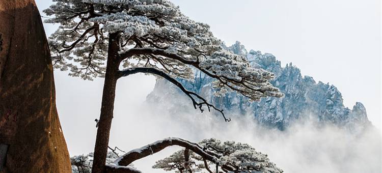 见山别院(黄山风景区南大门换乘中心汤口店)图片