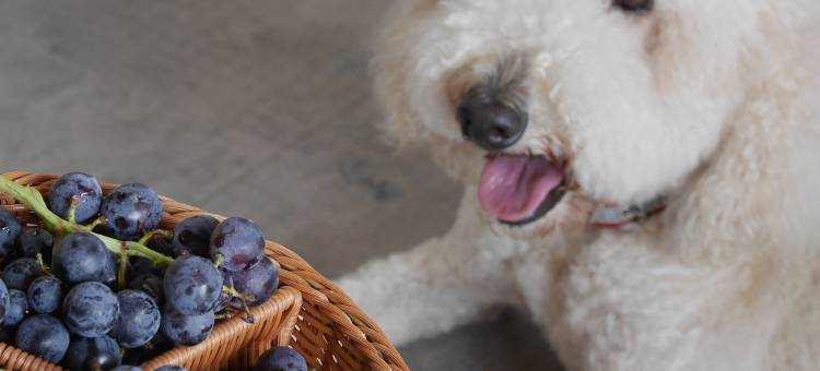 村屿在水江民宿图片