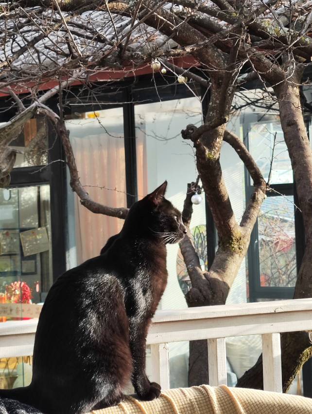 花筑·九品堂 | Century Tree 百年古树·森系院墅(束河古镇店)图片