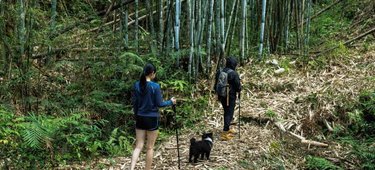 惠州·醉梦依山静竹海溯溪野奢民宿(龙门南昆山店)图片