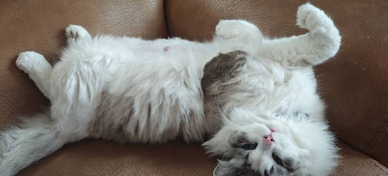 再来一晚猫咖客栈图片