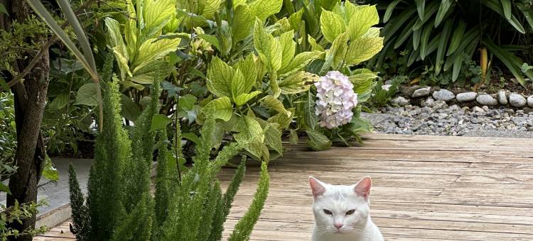 与君观山·静谧花园观雪山美宿(白沙古镇店)图片