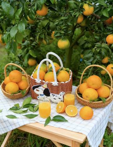 成都金堂花间苑·橘乐图片