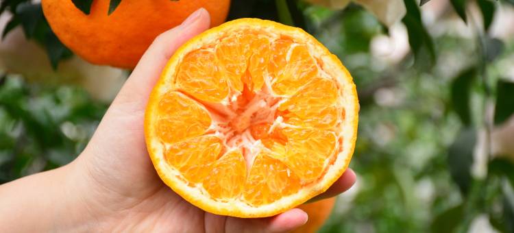 成都蒲江花样年福朋喜来登度假酒店图片