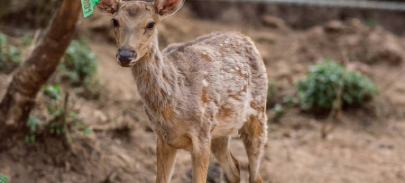 普洱万亩茶园度假酒店(茶博览苑景区店)图片
