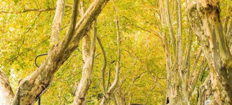 冬悦里酒店(绍兴鲁迅故居仓桥直街店)图片