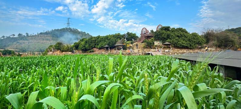 罗溪雅居民宿(罗洞工匠小镇店)图片