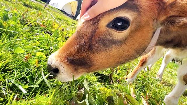 香格里拉茸洽·Glamping娜姆措温泉帐篷营地图片