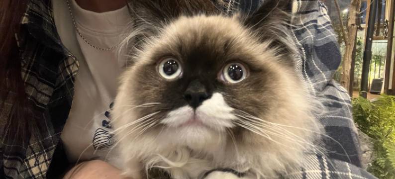 丽江古城狼穴·猫的秘密花园·Barista庭院咖啡美宿(五一街店)图片