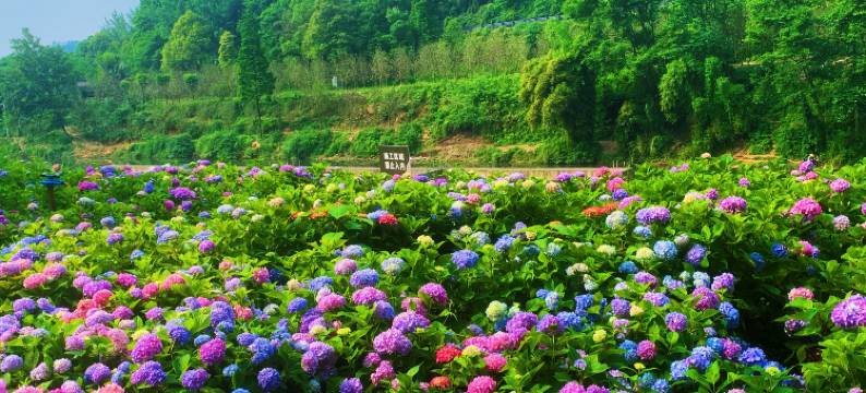 大邑道源圣城温泉国际大酒店图片