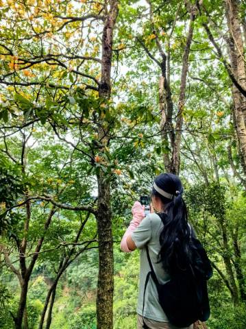 西双版纳匠庐·南糯山图片