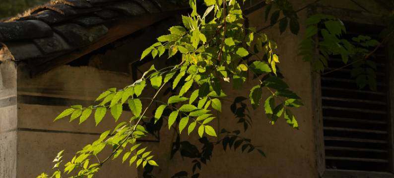 西递西福禄民宿图片