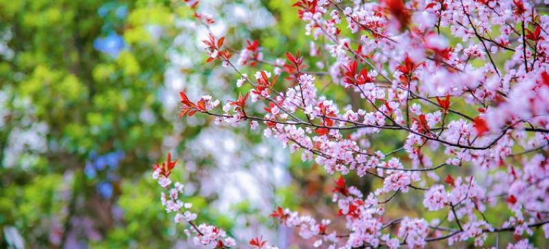 合肥融创雅高美居酒店图片