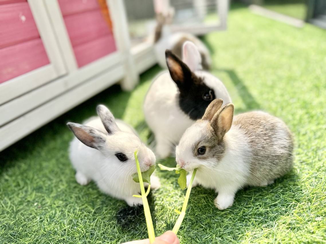 佛山恒安瑞士大酒店(岭南新天地祖庙店)图片