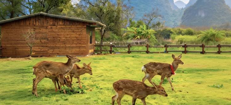 昔往•今来SOOOAN隐奢度假民宿(阳朔遇龙河店)图片