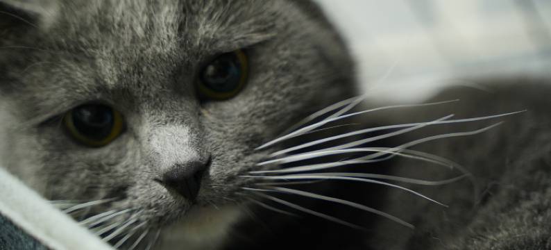 丽江蒙恩居客栈图片