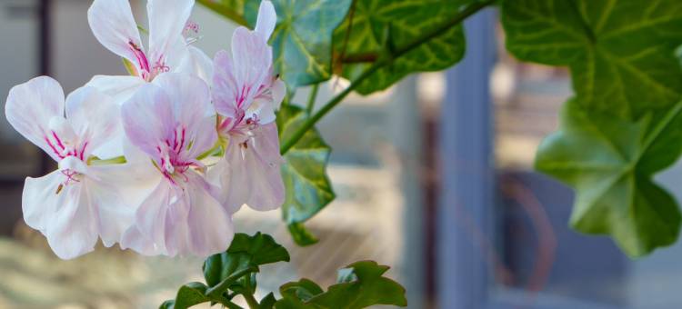 新新花园·多肉美宿家客栈(大理古城洱海店)图片