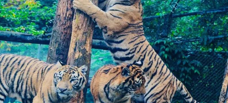 雅安逸仙居客栈图片