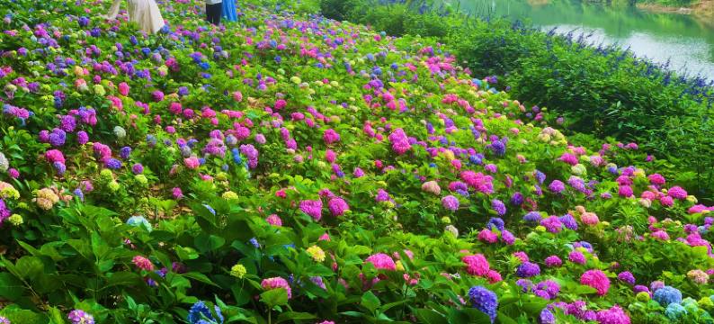 大邑道源圣城温泉国际大酒店图片