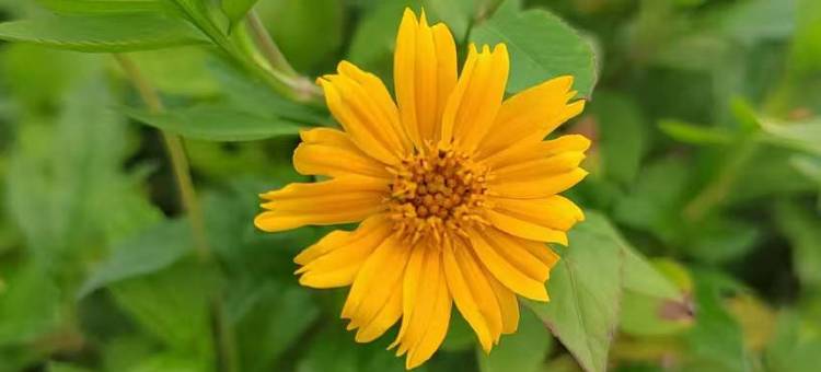 维也纳酒店(五华安流店)图片