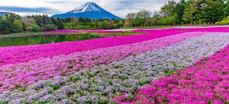 富士之宿温泉旅馆 大池酒店(Mt. Fuji View Onsen Ooike Hotel)图片