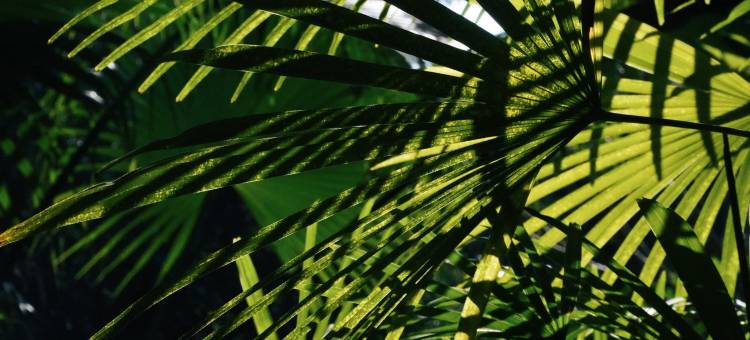 西双版纳稷泽万达文华度假酒店图片