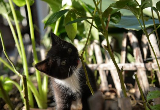 Songyang Yunshang Pingtian Boutique B&B Hotel Overview