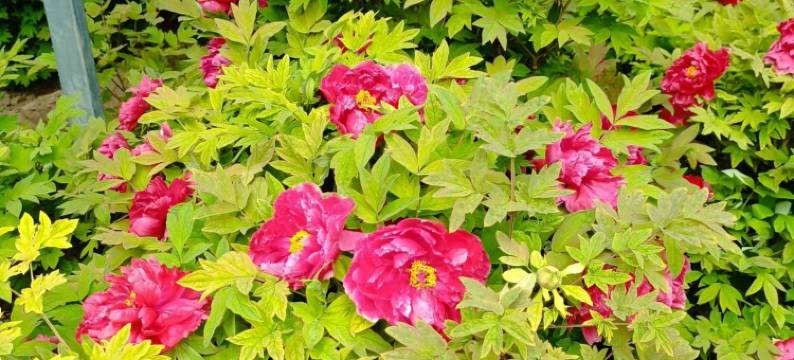 洛阳星光驿民宿(龙门石窟西北服务区店)图片