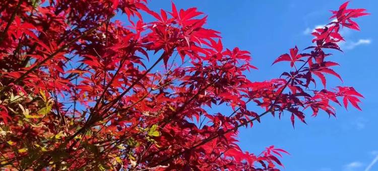 晚枫林酒店(上海合庆美加亿广场店)图片