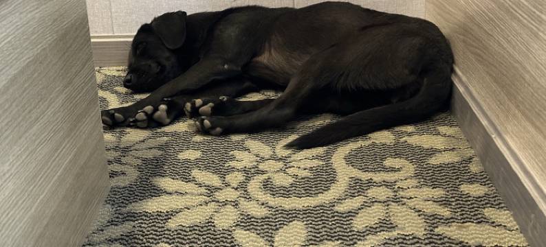 札达杨洋酒店图片