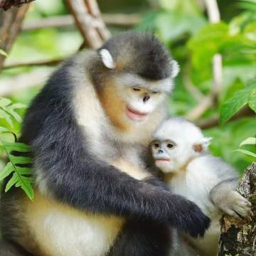 渡云栖滇金丝猴农庄图片