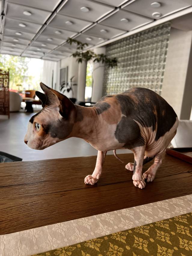 松间吾舍民宿(开封清明上河园万岁山武侠城店)图片