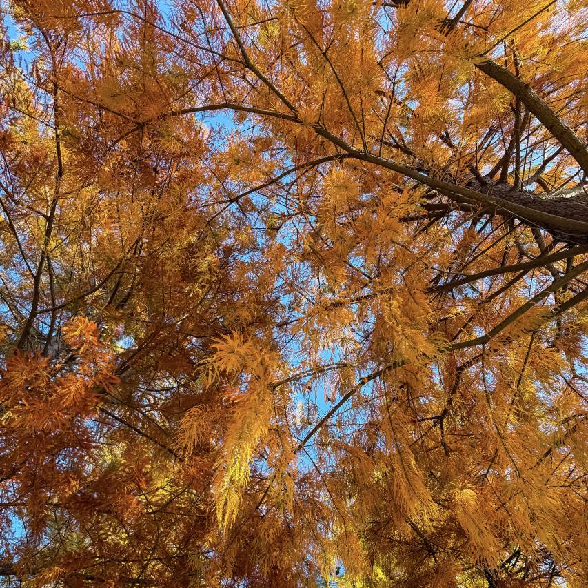 上海临港锦江国际酒店图片