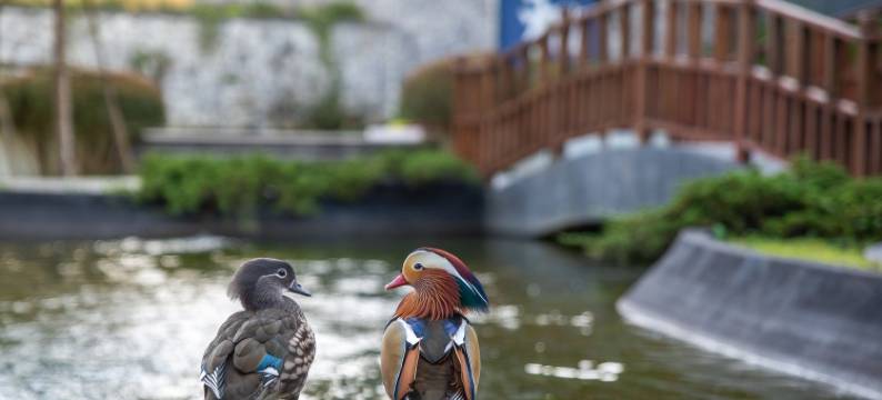 蒙查温泉旅馆(Onsen at Moncham)图片