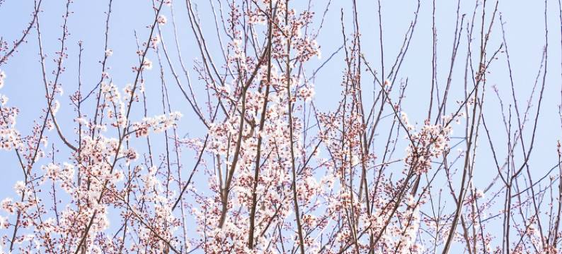 黄山昱城皇冠假日酒店图片